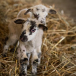 2 napos bárányok - keleméri Széki puszta tanya